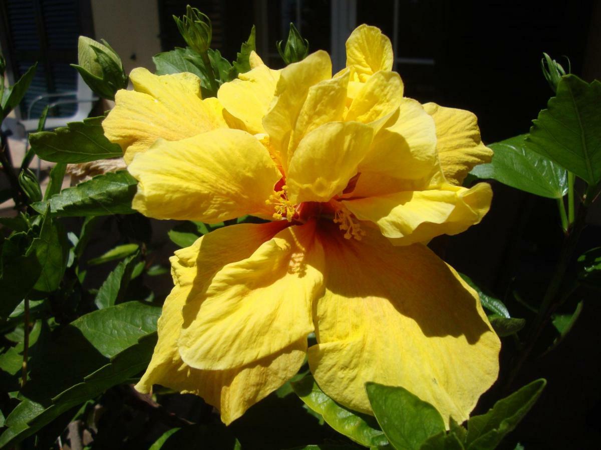 Blooming Botanic